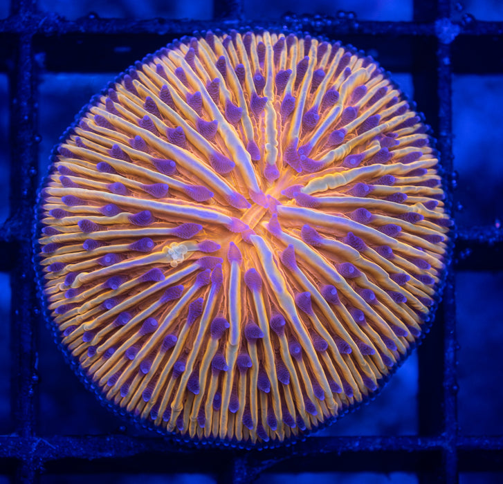 Orange Sand Dome Fungia