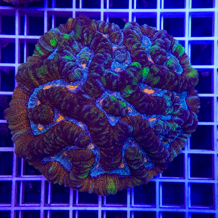 Rainbow Symphillia