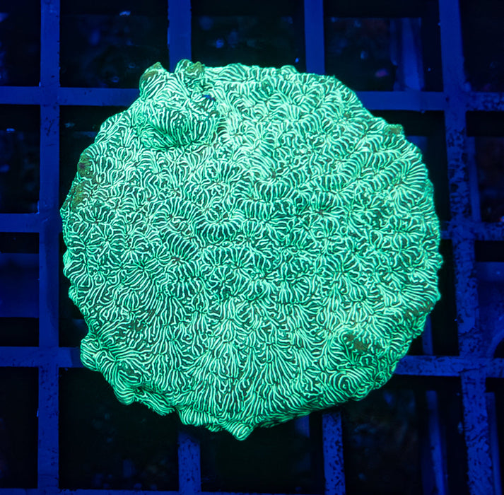 Green Leptoseris Frag