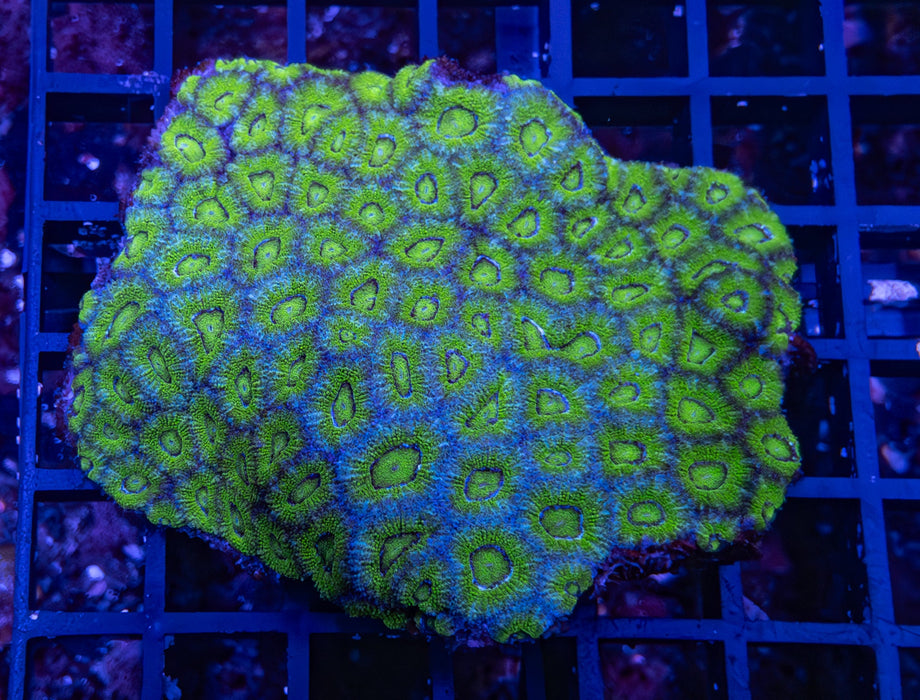 Green Micromussa 3"