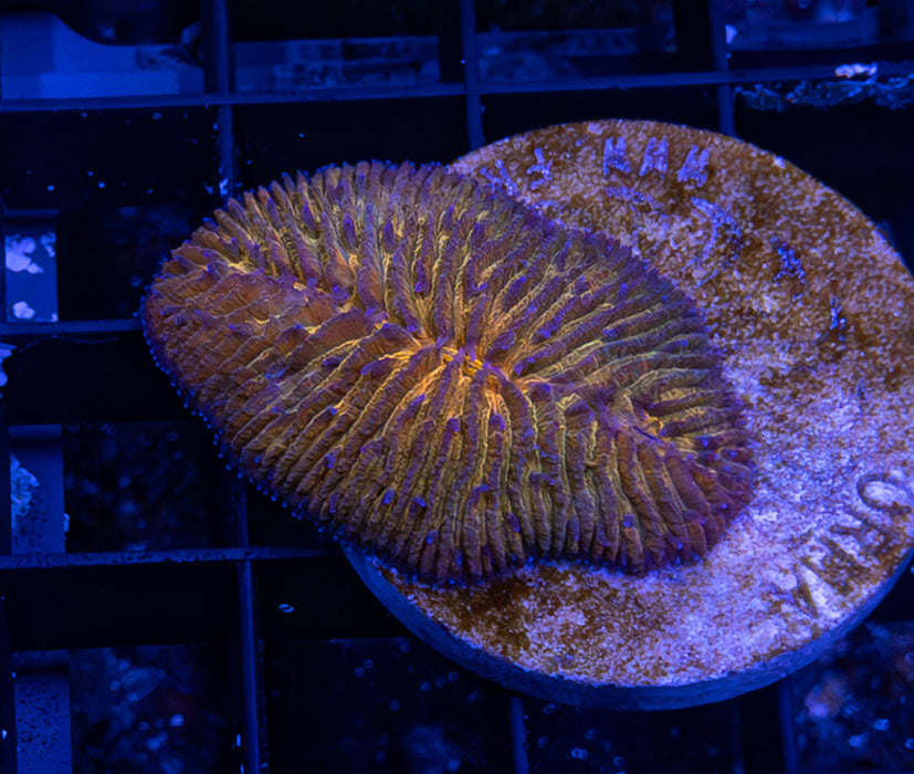 Red Herpolithia Frag