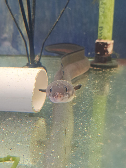 Blacklip Conger Eel