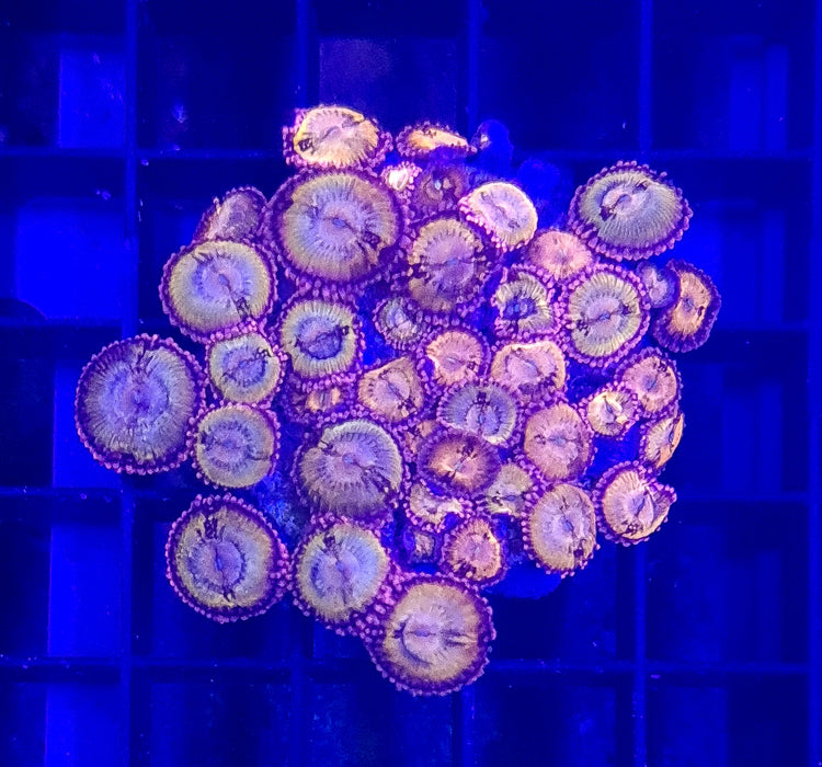 Sakura Sunrise Zoa