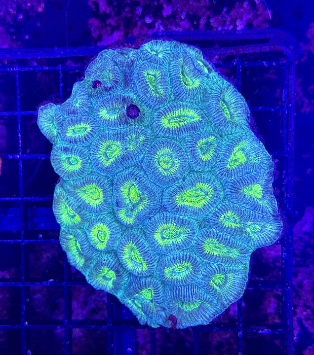 Fluro Green Barabottia