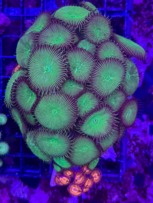 Hulk Green x Sakura Sunrise Zoa Colony