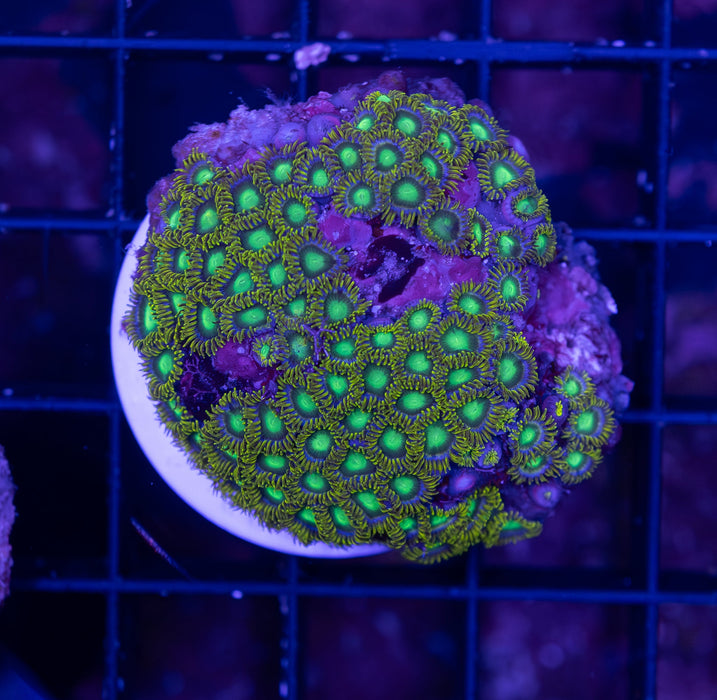 WA Green Zoa