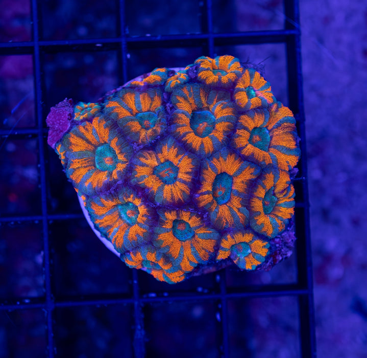 Superman Acan Lord Frag