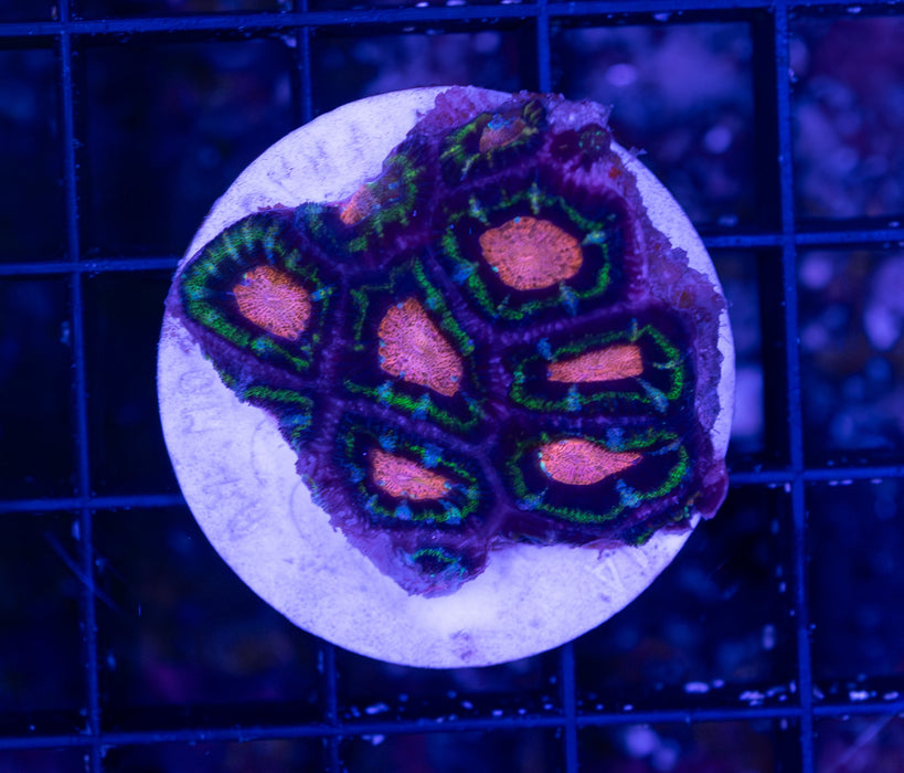 Pink Eye Micromussa Frag