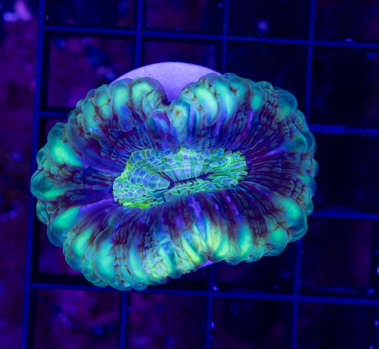 Green Mouth Cyanrina Frag