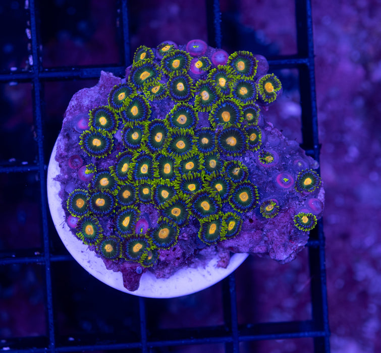 Orange Eye Blue Rim Zoa