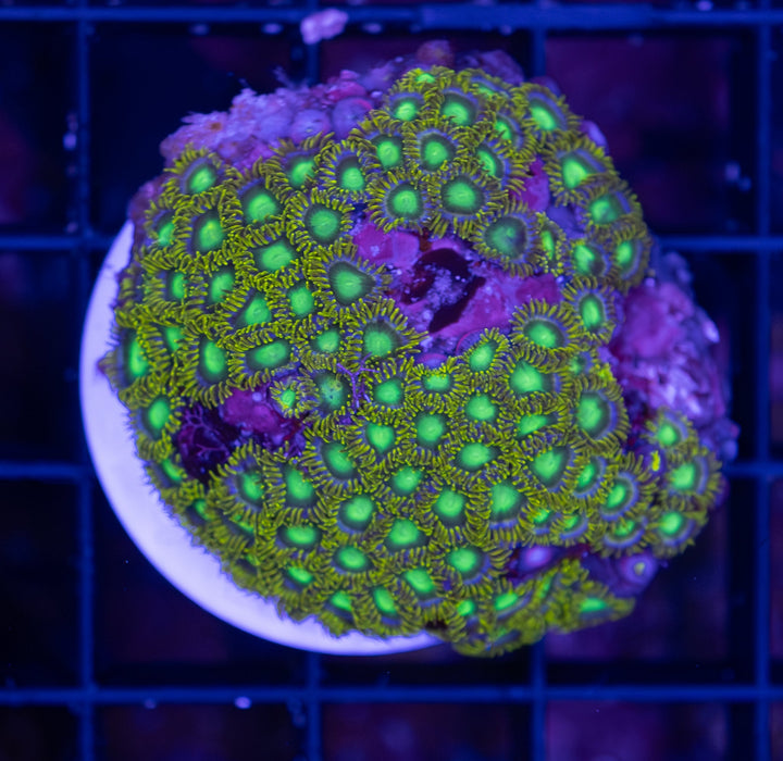 WA Green Zoa Frag