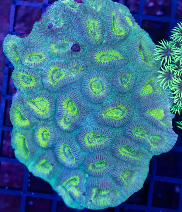 Neon Green Barabottia 4"