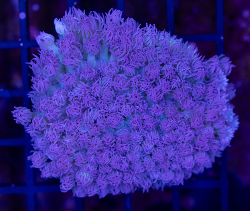 Purple and Green Goni Frag