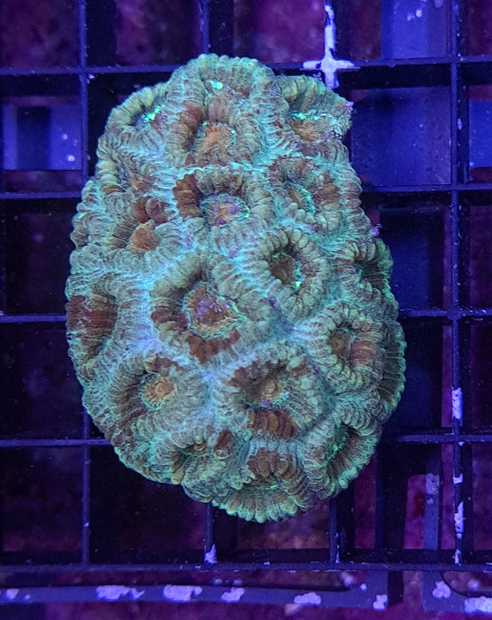 Multicoloured Favia 2"