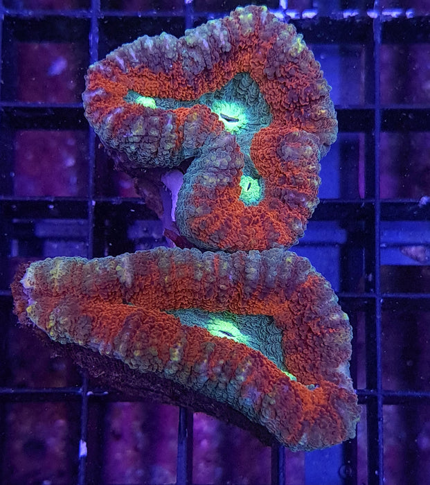 Red Rim Lobophyllia 3"