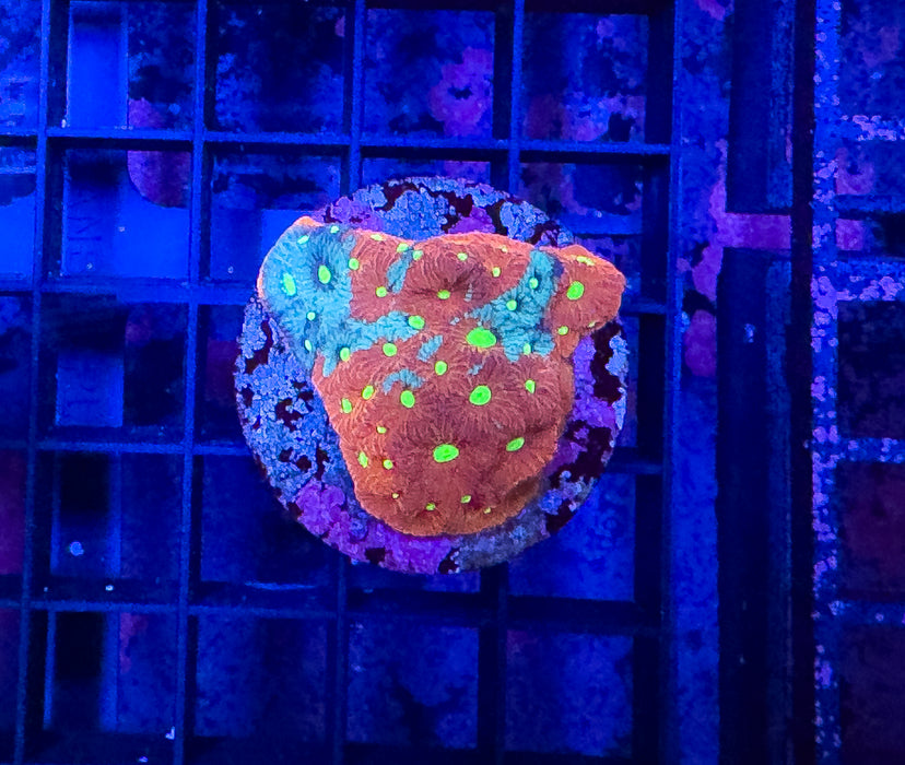 War Coral