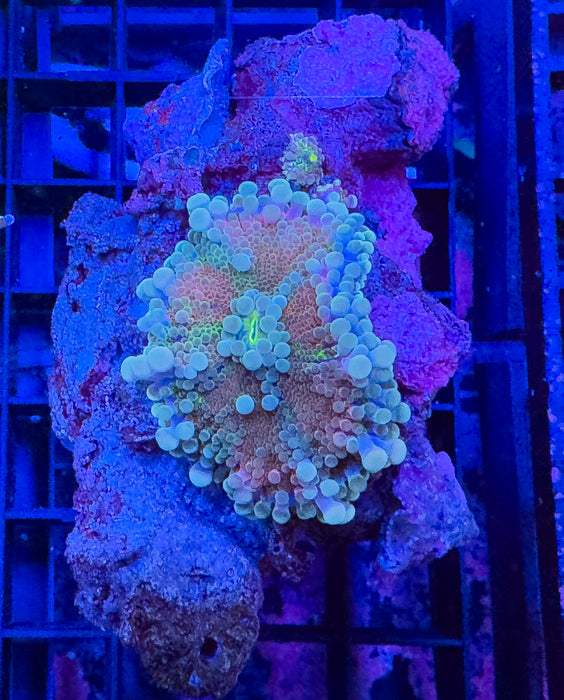 Rainbow Ricordea
