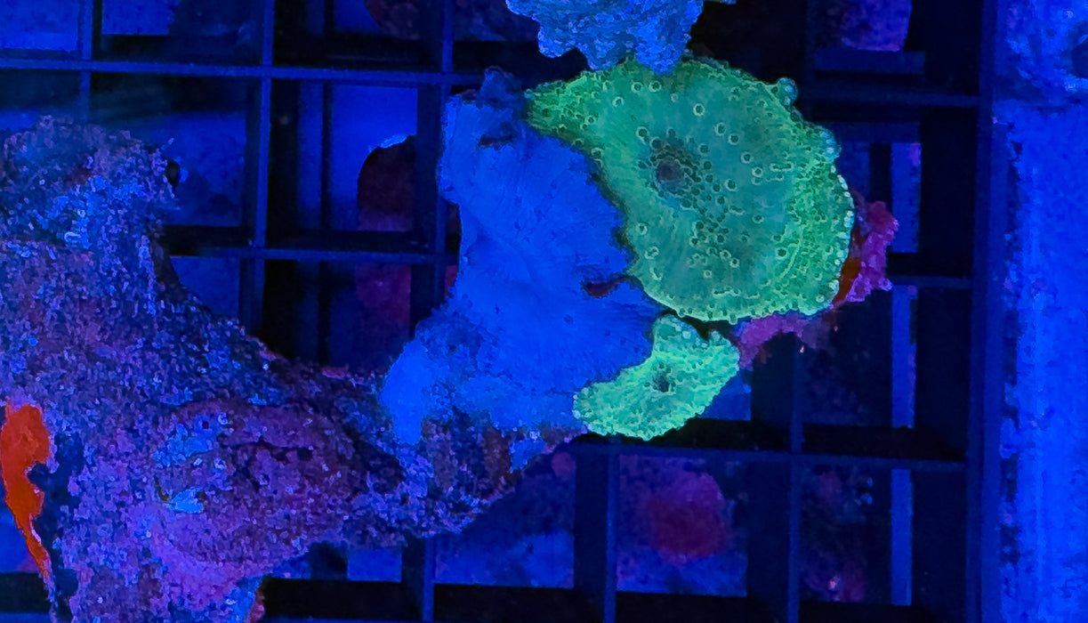 Green Morph Rock
