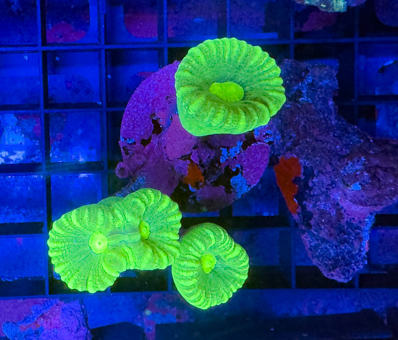 Toxic Candy Cane