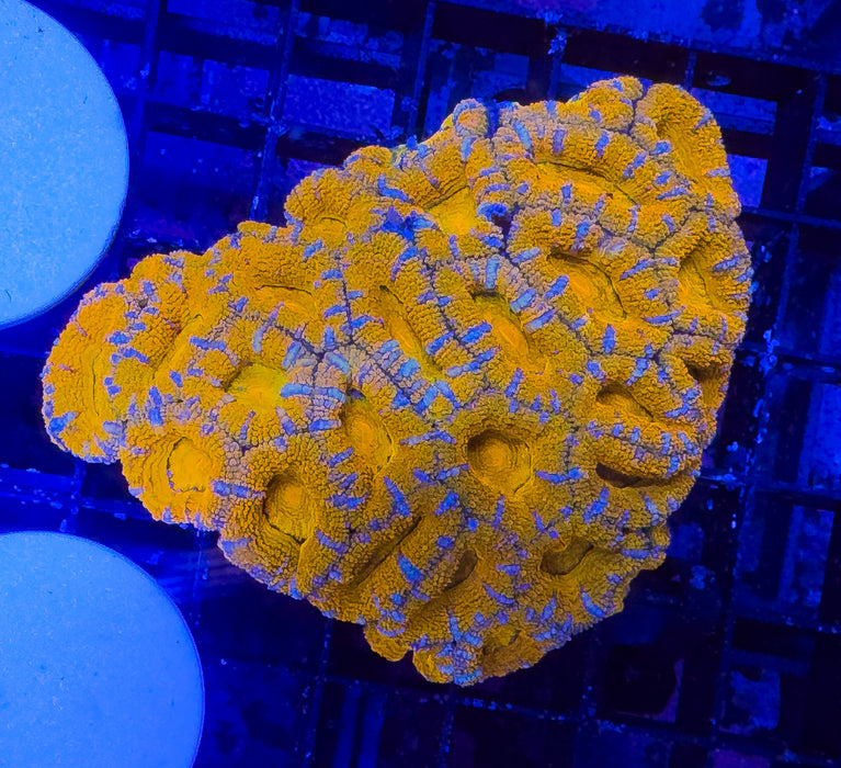 Orange Micromussa Lord