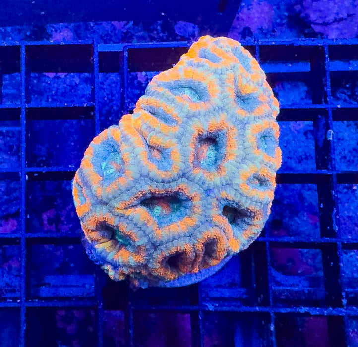Orange and Green Micromussa Lord
