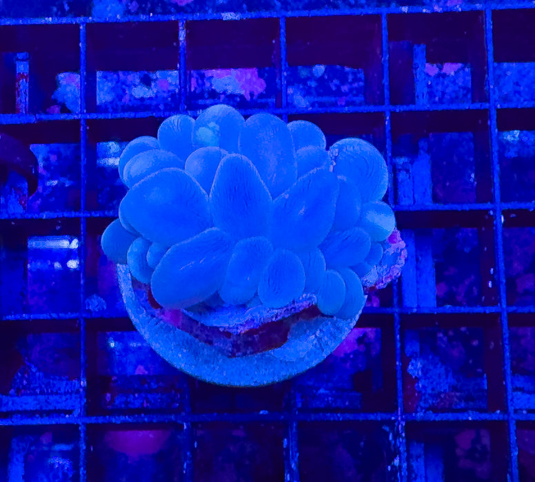 Bubble Coral