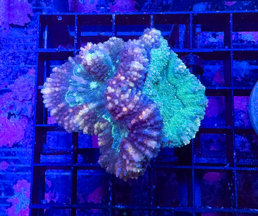 Combo Symphyllia Rock