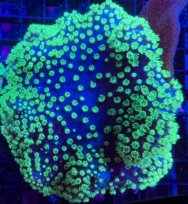 Green Polyp Toadstool