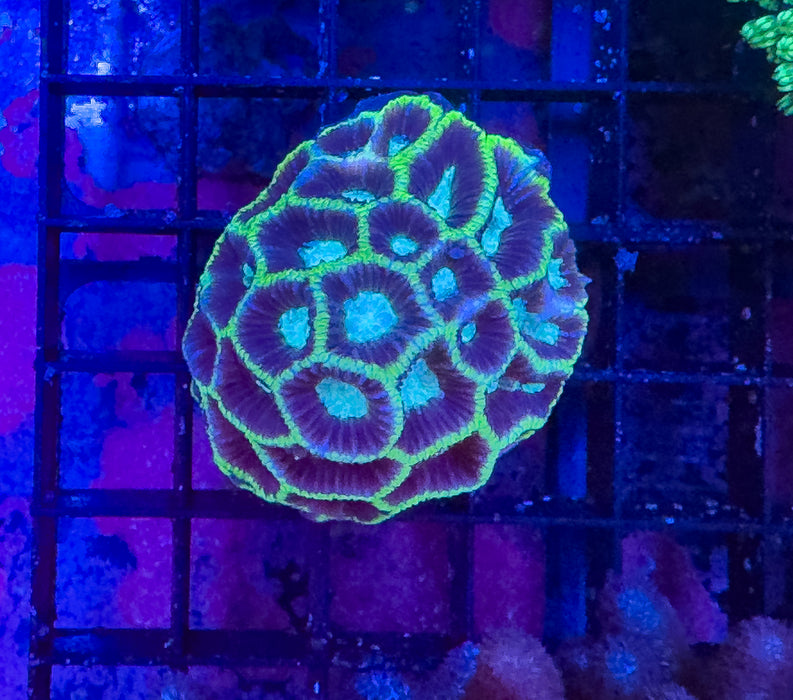 Green and Purple Favia