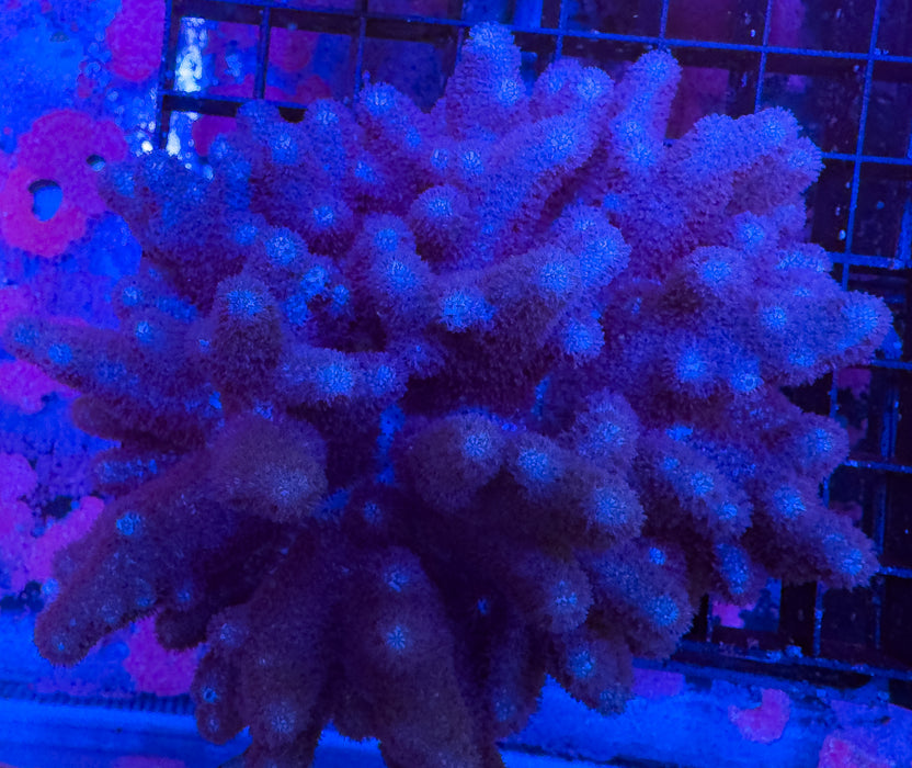 Purple Alcyoniidae