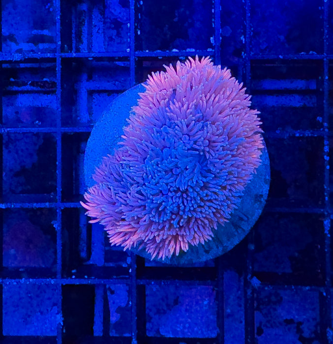 Pink Goni