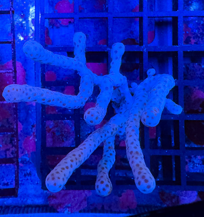 White Gorgonian