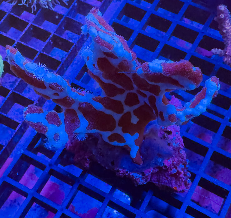 Spider Sponge Rock