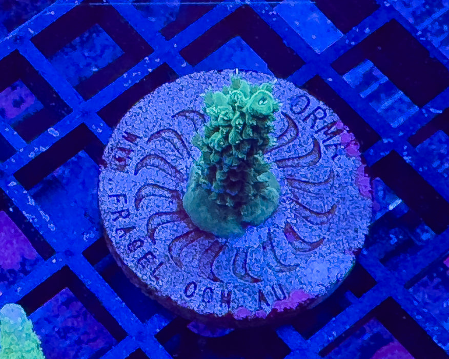 Fluffy Green Acro