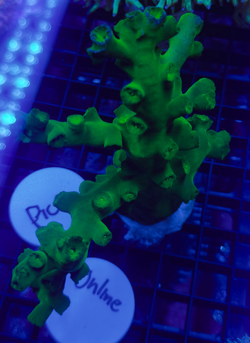 Toxic Green Sun Coral