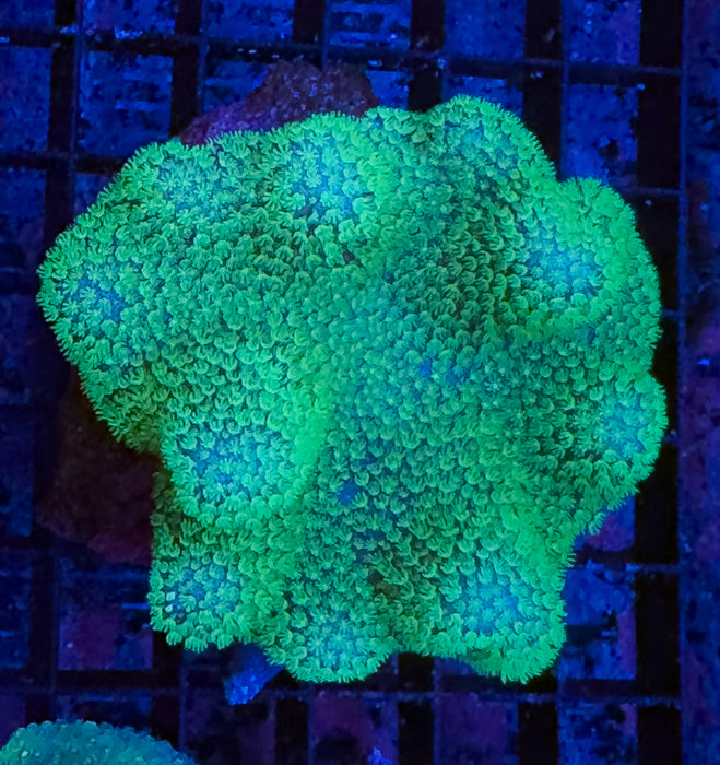 Green Polyp Toadstool