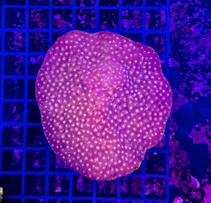 Yellow Speckled Red Cup Coral