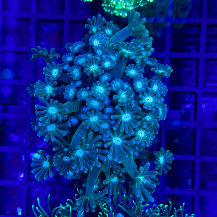 Green Alveopora