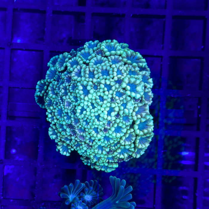 Neon Green Alveopora