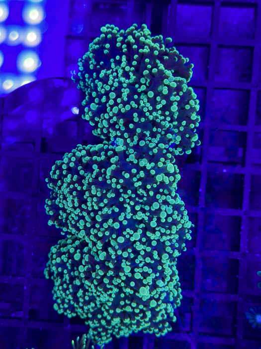 Green Frogspawn