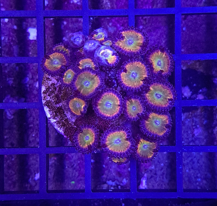 Petroglyph Zoa Frag — Ocean Reefs Marine Aquariums