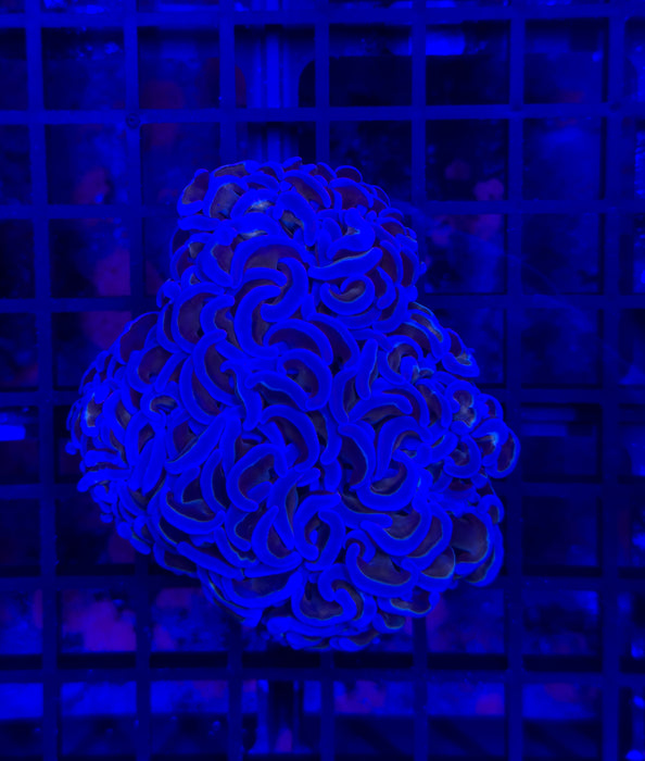 Purple Hammer