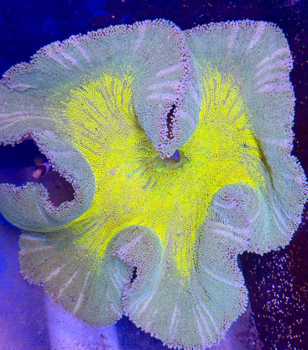 Yellow and Green Carpet Anemone
