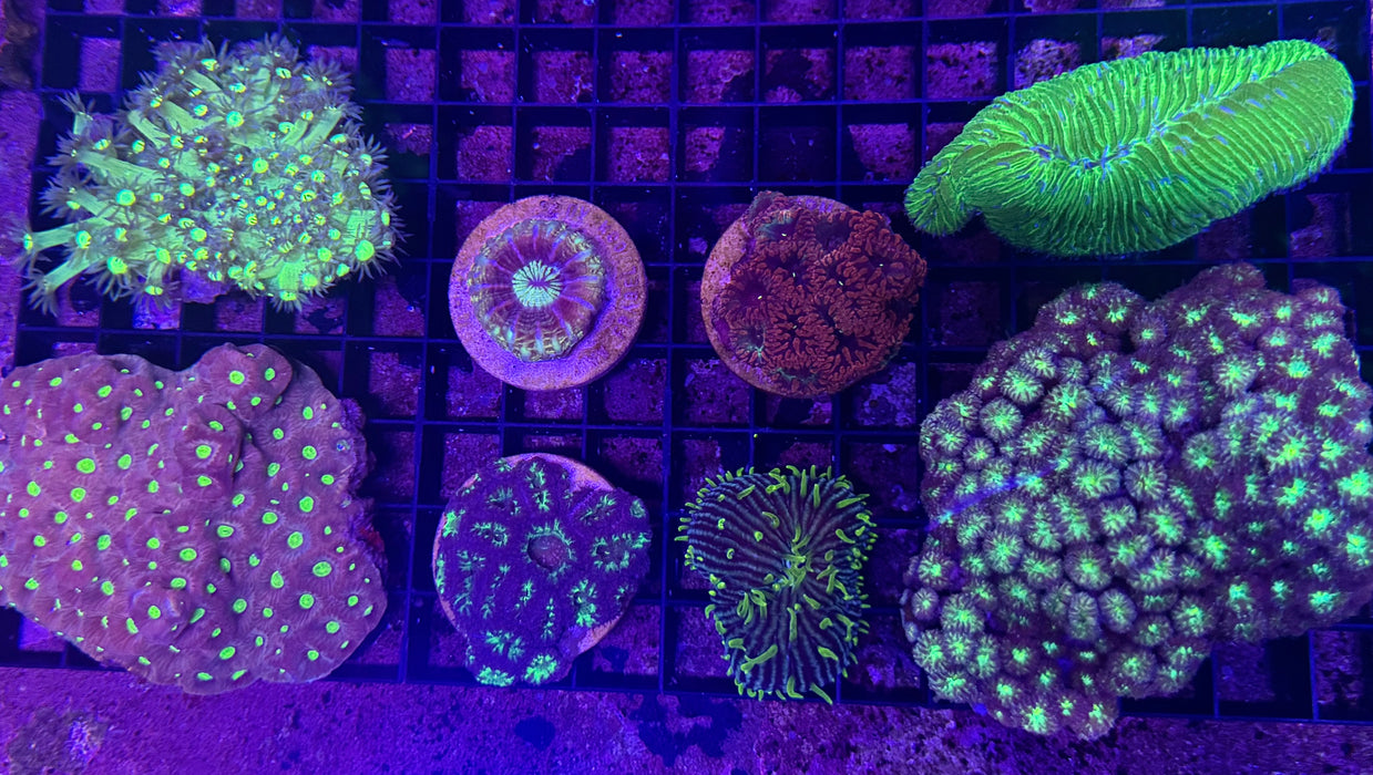 Mixed Coral Pack 2