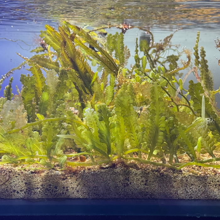 Mixed Caulerpa