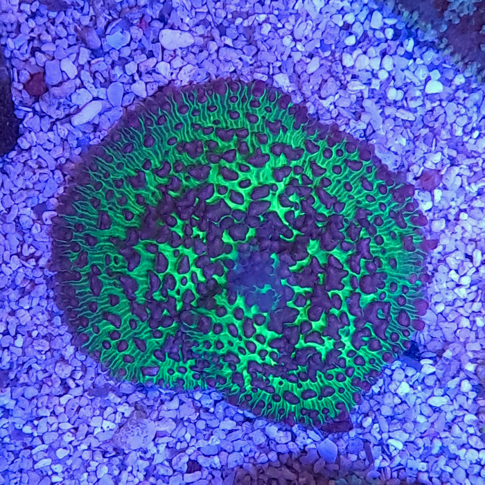 Nuclear Green Rhodactis