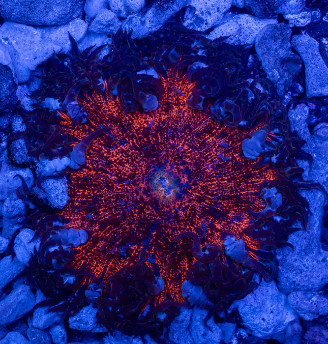 Ultra Anemone