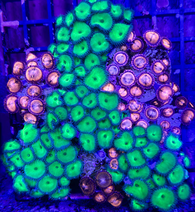 Hulk x Sakura Sunrise Zoa Packs
