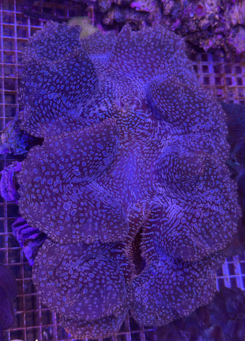 Maxima Clam 6