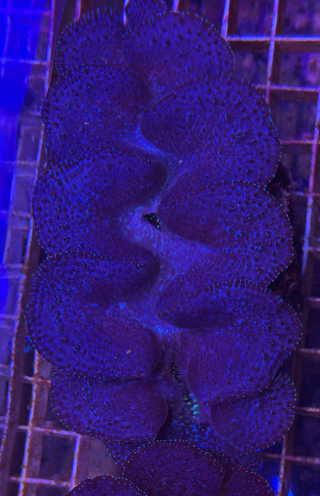 Maxima Clam 1